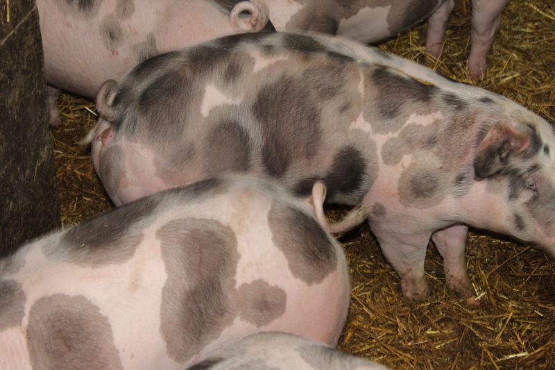 Schweine in artgerechter Haltung