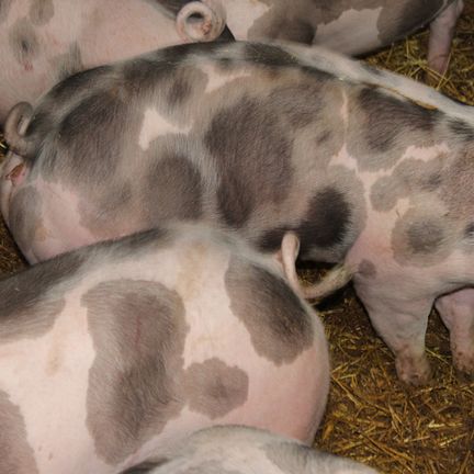 Schweine in artgerechter Haltung