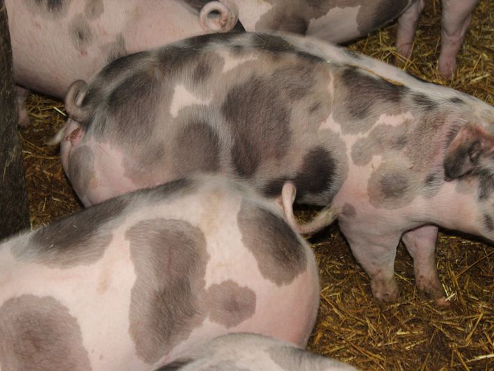 Schweine in artgerechter Haltung