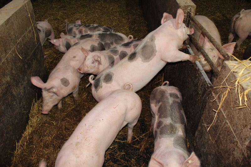 Schweine in artgerechter Haltung