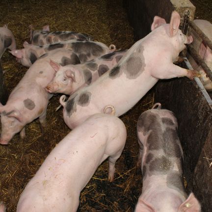 Schweine in artgerechter Haltung