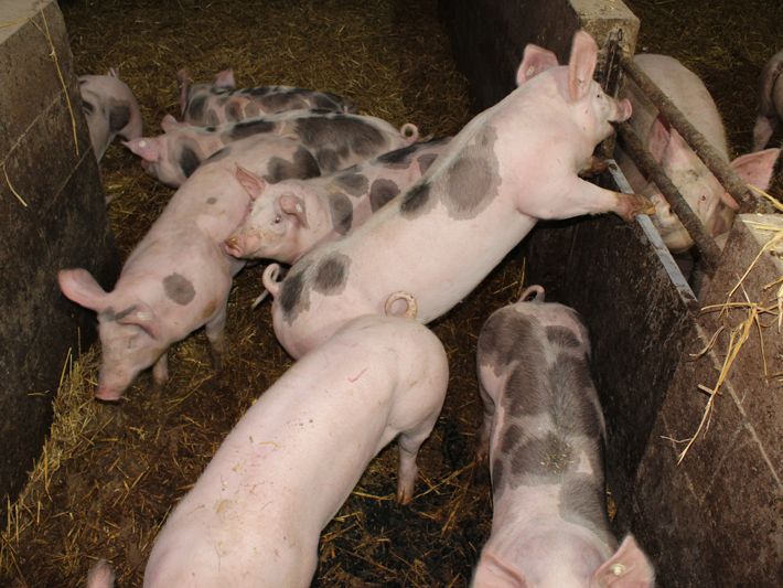 Schweine in artgerechter Haltung