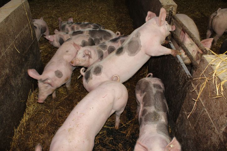 Schweine in artgerechter Haltung
