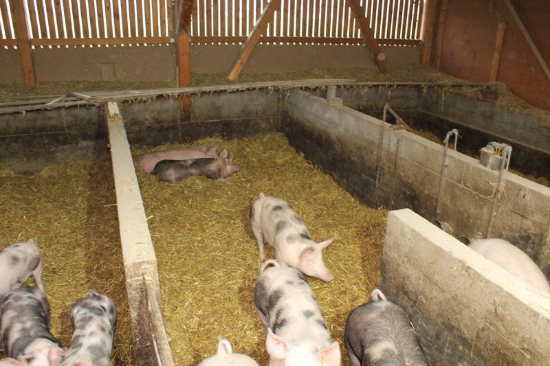Schweine in artgerechter Haltung