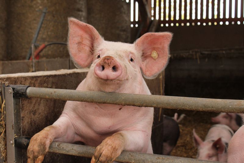 Schweine in artgerechter Haltung