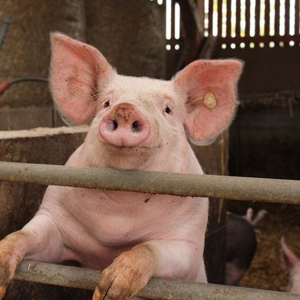 Schweine in artgerechter Haltung