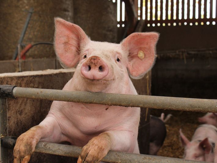 Schweine in artgerechter Haltung