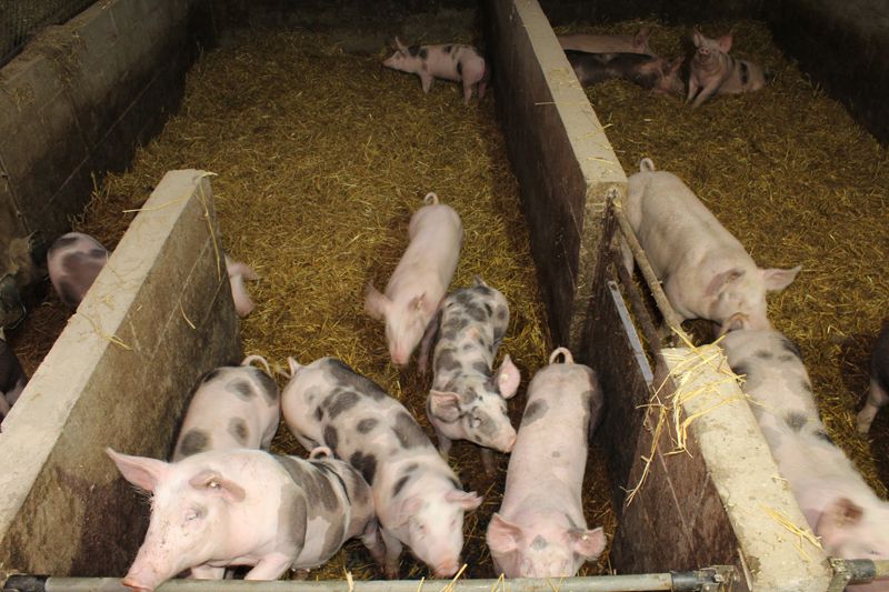 Schweine in artgerechter Haltung