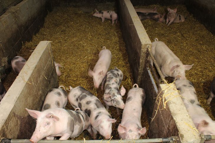 Schweine in artgerechter Haltung