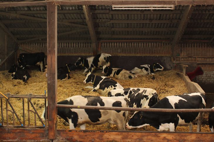 Kühe in artgerechter Haltung